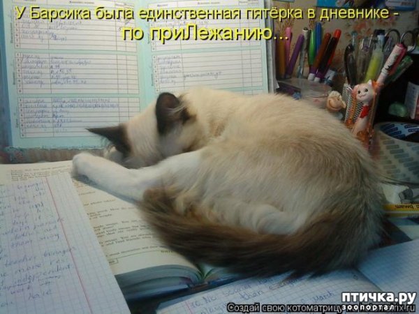 Приколы про учебу