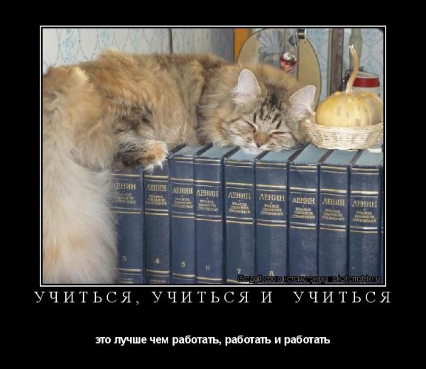 Учиться лучше чем работать