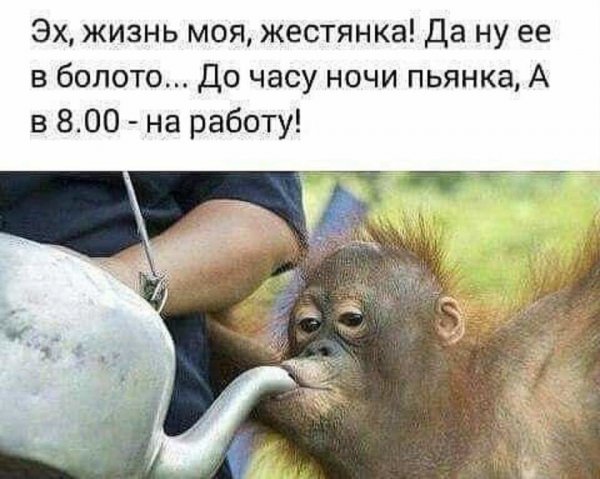 Суббота пьянка приколы