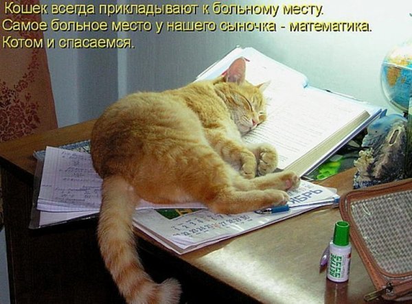 Кот учит уроки