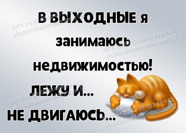 Субботнее утро котики