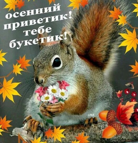 Открытки осенний приветик