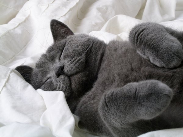 Спящие котики
