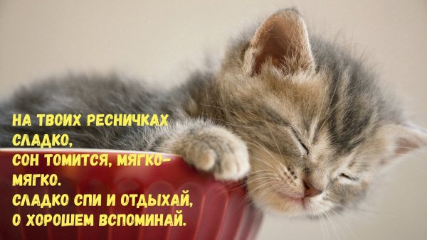 Спокойной ночи сладких снов