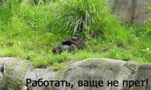 Работа ваще не прет