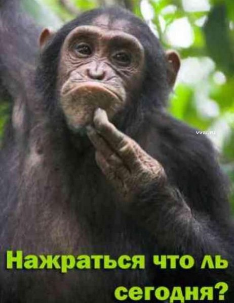 Смешные обезьяны с надписями