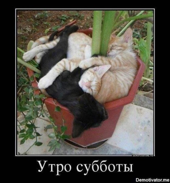 Субботние демотиваторы