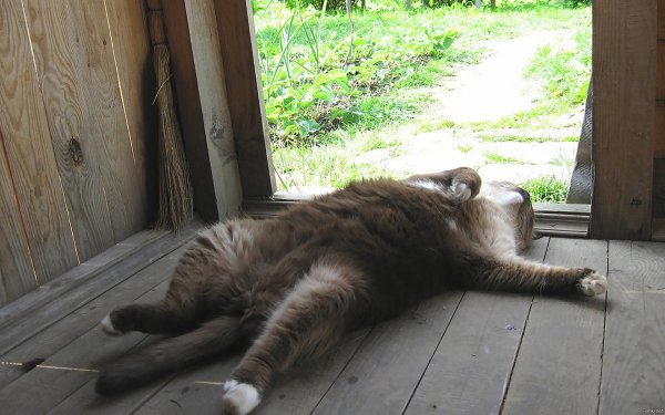 Кот жара лето