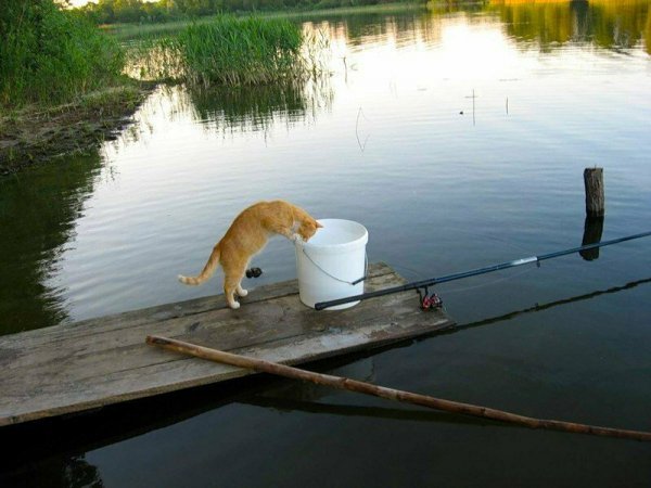 Смешные коты на рыбалке