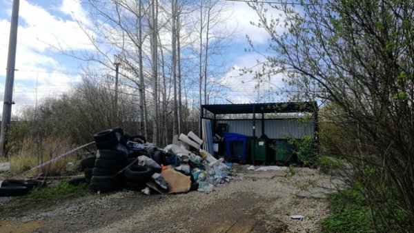 Проект на благо родной страны посадка деревьев