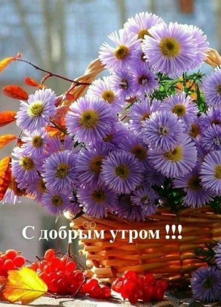Доброе утро цветы