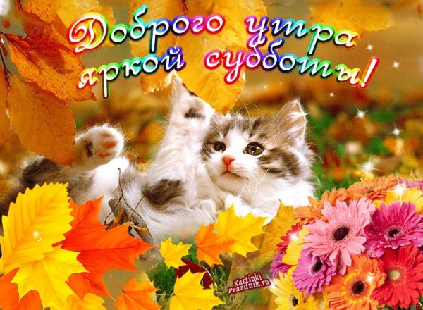 Воскресенье картинки прикольные