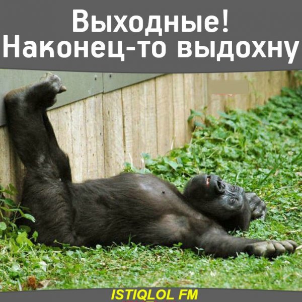 Смешные фото про пятницу