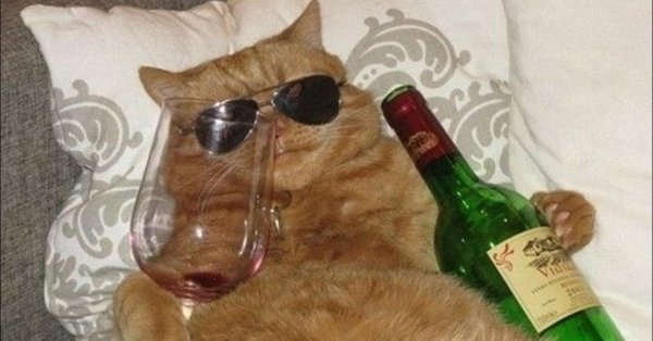 Кот в очках с вином