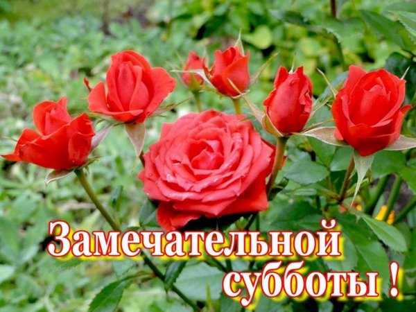 Хорошего субботнего дня розы