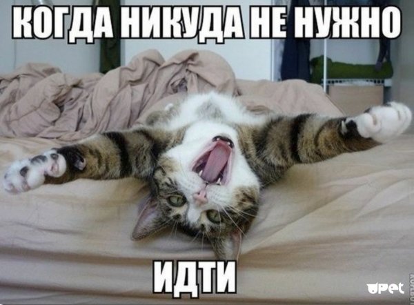 Кот проснулся