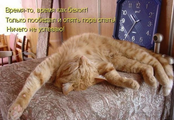 Хорошей субботы кот