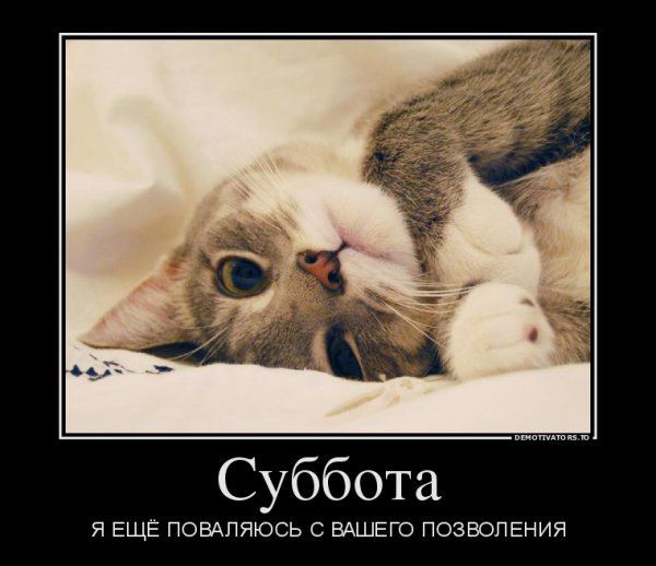 Статусы про сон прикольные