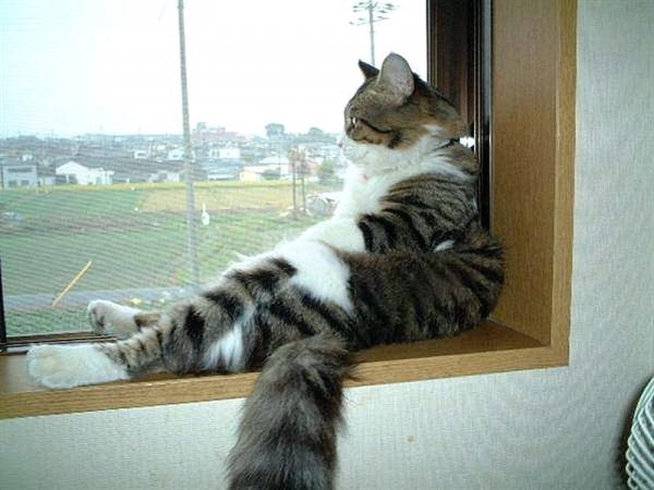 Коты в субботу