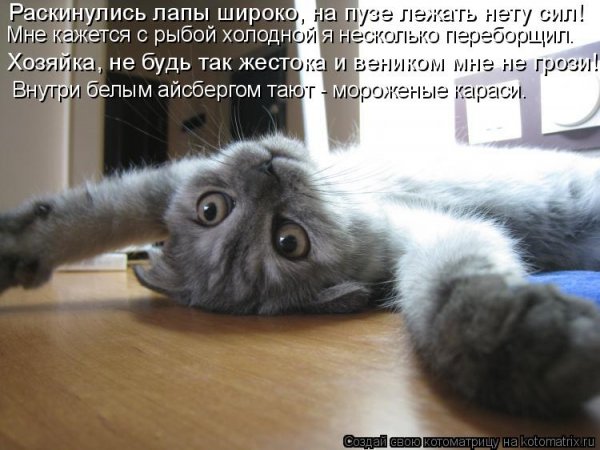 Суббота котики смешные