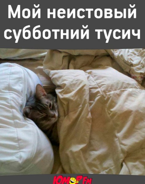 Кот в субботу