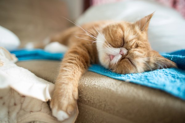 Котик проснулся