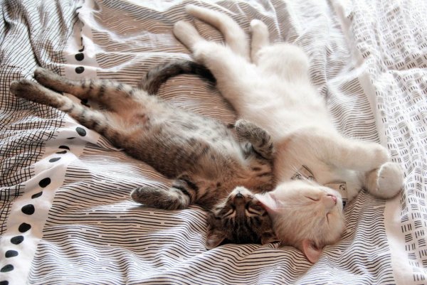 Доброе утро котенок