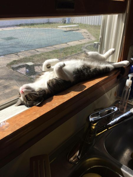 Котик на солнышке