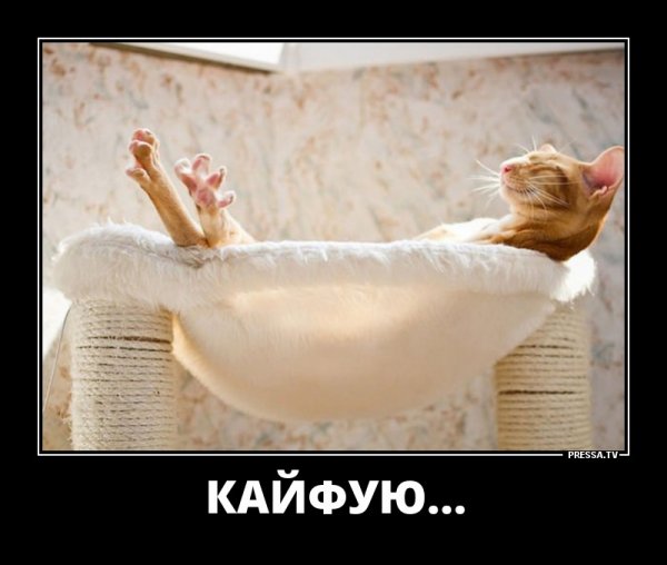 Кайф прикол