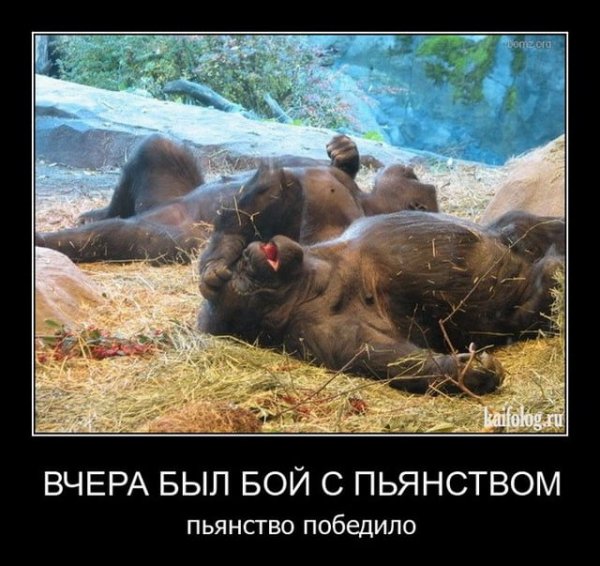 Фотоприколы и демотиваторы