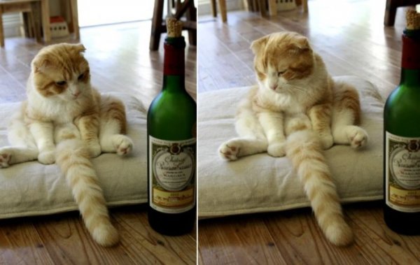 Кот пятница вино