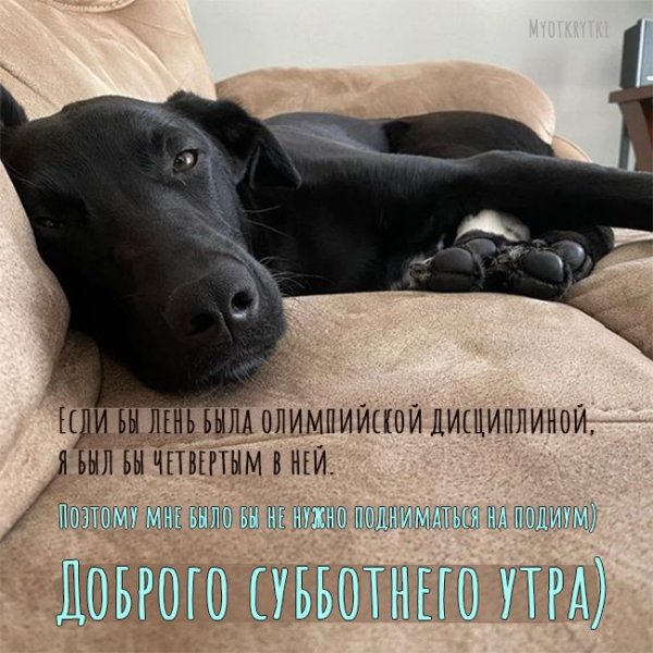 Пожелания хорошего дня с собаками