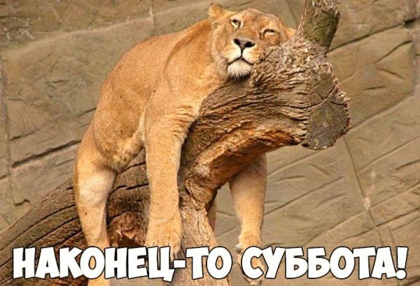 Приколы про субботу в картинках