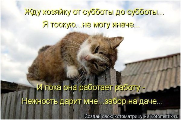 Котик ждет хозяйку