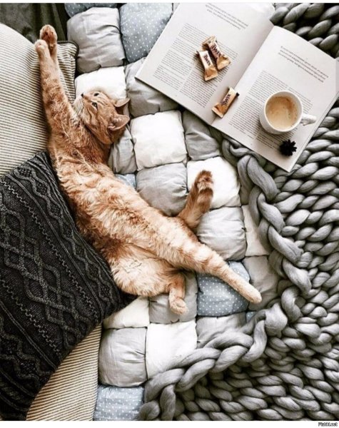 Утро котики