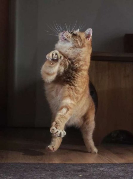 Танцующий котенок