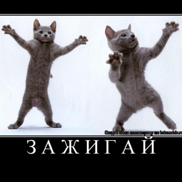 Ура пятница кот