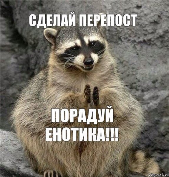 Енот рад