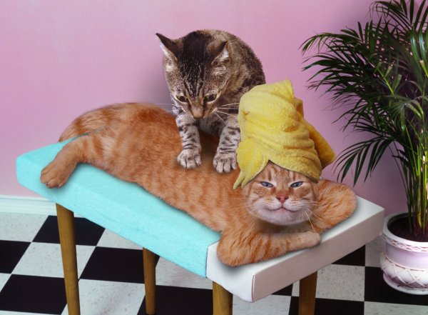Коты массаж