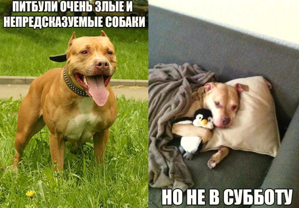 Собаки юмор