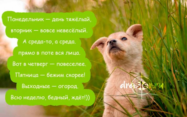 Понедельник день вторник