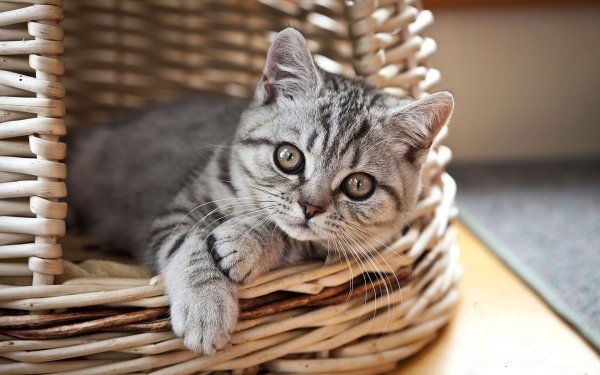 Котики на рабочий стол