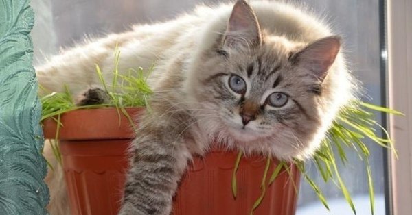 Субботнее утро котики