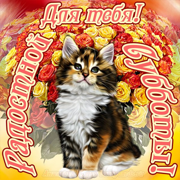 Субботний кот