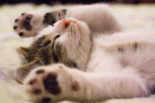 Котенок сладко спит