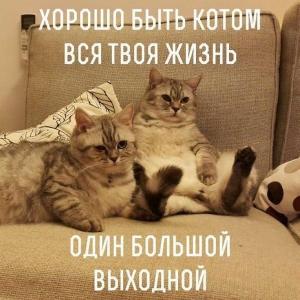 Приколы про выходные