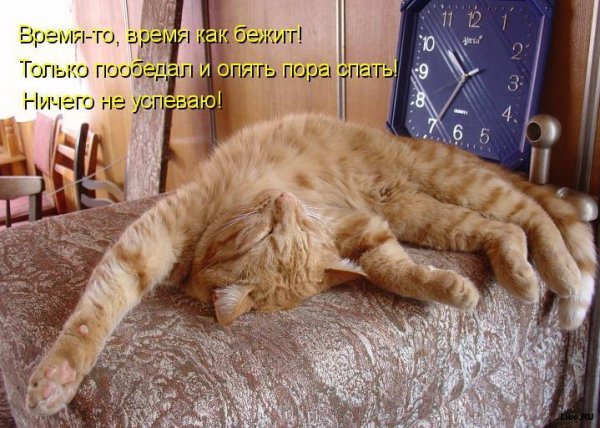 Хорошей субботы кот