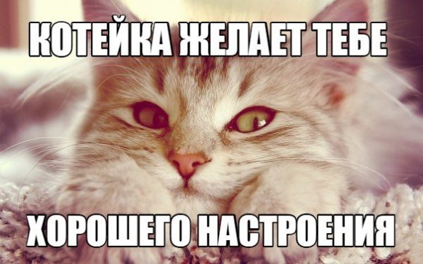 Суббота котики