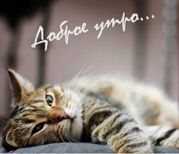 Доброе утро котик