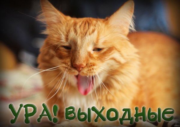 Ура выходные